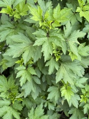 Artemisia lactiflora