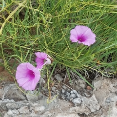 Ipomoea leptophylla