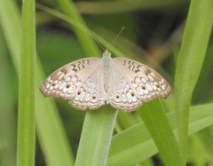 Junonia atlites atlites