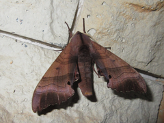 Marumba gaschkewitschii