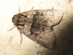 Cranionycta jankowskii