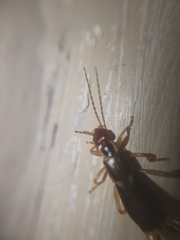 Forficula auricularia