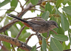 Chestnut-Vented Warbler photo 3