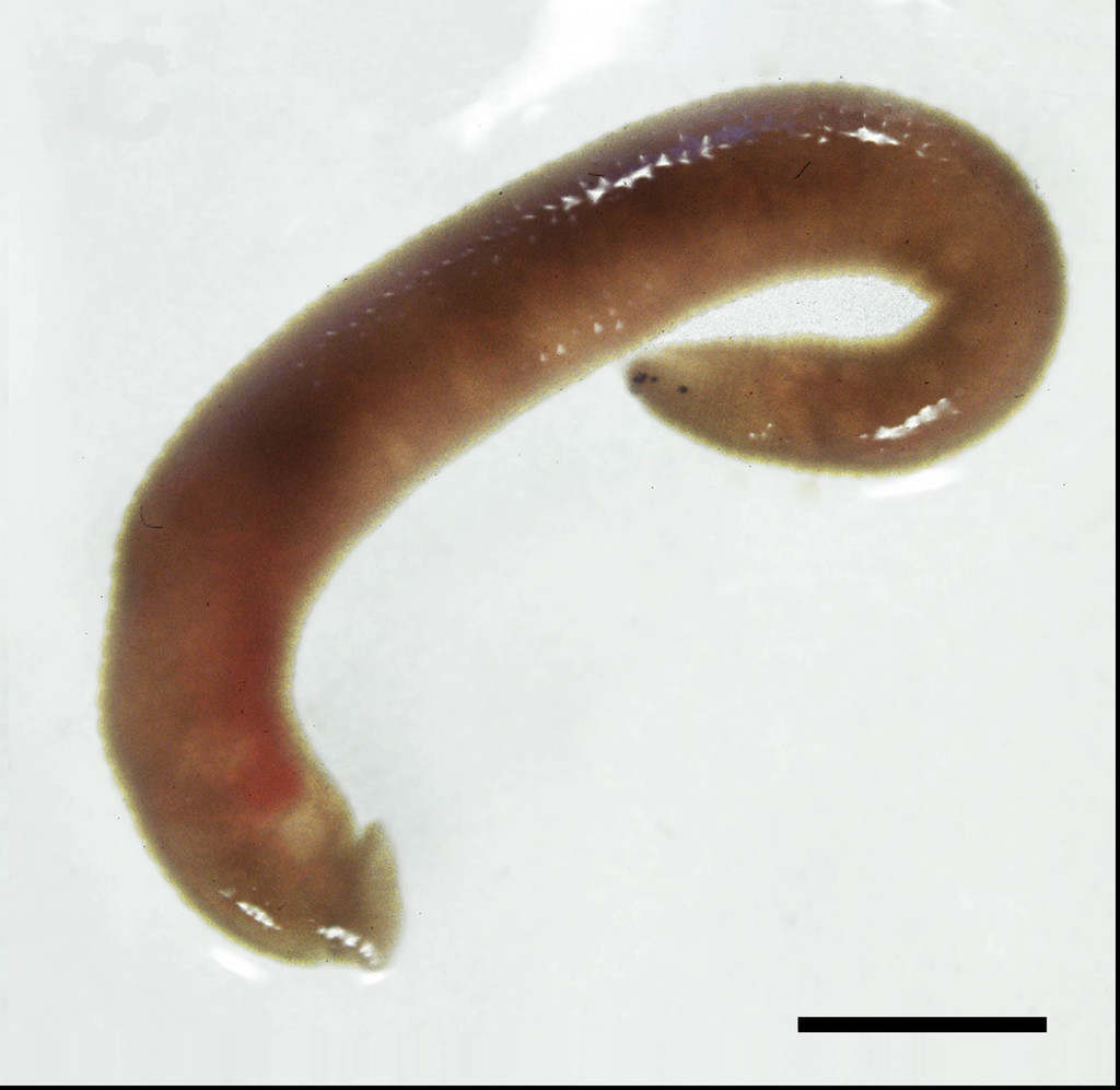 Xerobdella