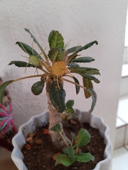 Dorstenia foetida