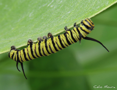 Danaus erippus
