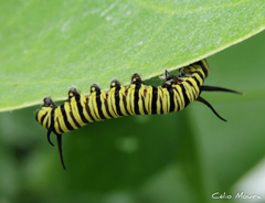 Danaus erippus