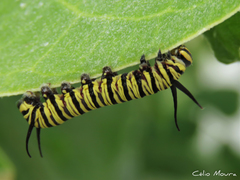 Danaus erippus