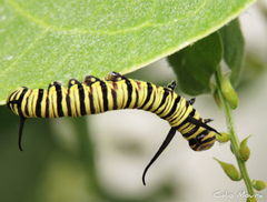 Danaus erippus