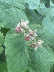 Rubus parviflorus