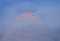 Lutjanus fulviflamma