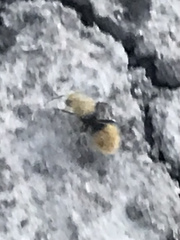 Dasymutilla eminentia