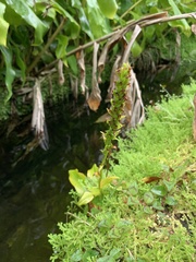 Platanthera pollostantha