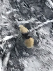 Dasymutilla eminentia