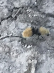 Dasymutilla eminentia