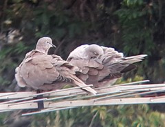 Streptopelia decaocto