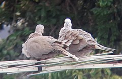 Streptopelia decaocto