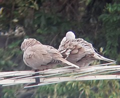 Streptopelia decaocto