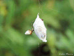Argyrodes elevatus