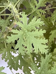 Pelargonium radulifolium