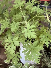 Pelargonium radulifolium