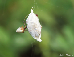 Argyrodes elevatus