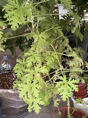 Pelargonium radulifolium