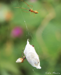 Argyrodes elevatus