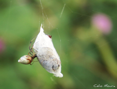 Argyrodes elevatus