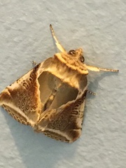 Habrosyne pyritoides