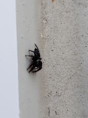Salticidae