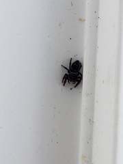 Salticidae
