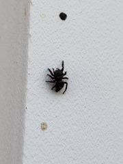 Salticidae