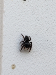 Salticidae