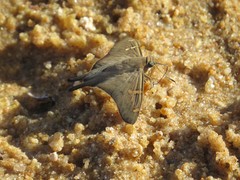 Ectomis octomaculata