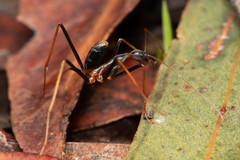 Leptomyrmex rothneyi