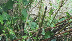 Oxybelis rutherfordi