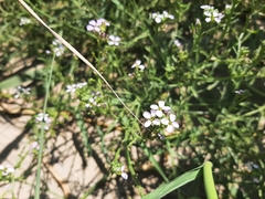 Cakile maritima
