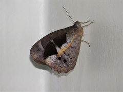 Posttaygetis penelea