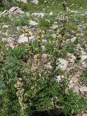 Artemisia norvegica