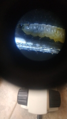 Cochliomyia