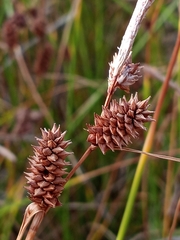 Carex extensa