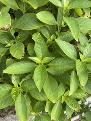 Rhinacanthus