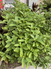 Rhinacanthus