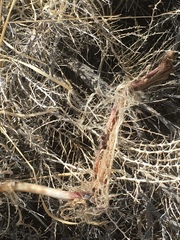 Dermestes
