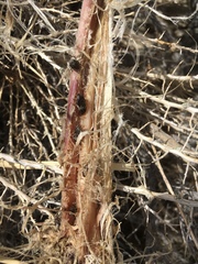 Dermestes