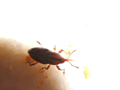 Metamasius hemipterus