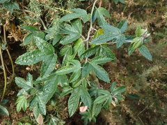 Passiflora pinnatistipula