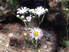 Erigeron breweri