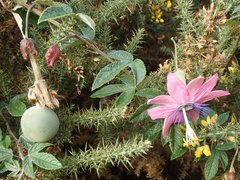 Passiflora pinnatistipula